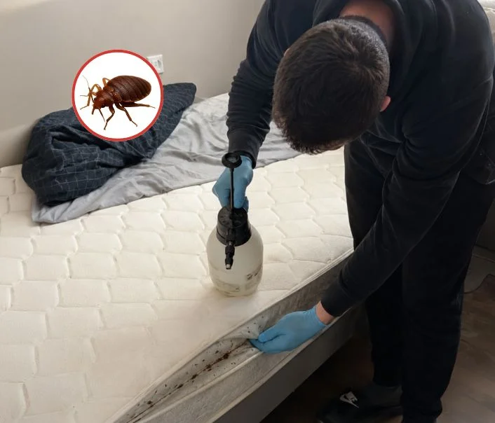 Technicien traitant un matelas contre les punaises de lit à Alfortville